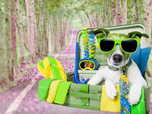 traveling with your pet